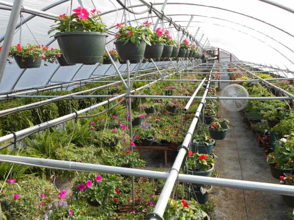 Reids-Orchard-flowers-greenhouse