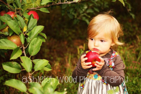 Reids Orchard Apples on the tree ready to pick